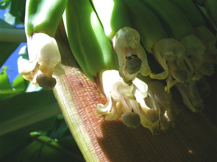 detail